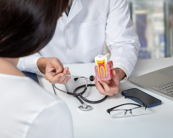 Dentist showing patient model of layers of tooth